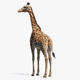 3D Giraffe Standing Pose Fur 3D Model